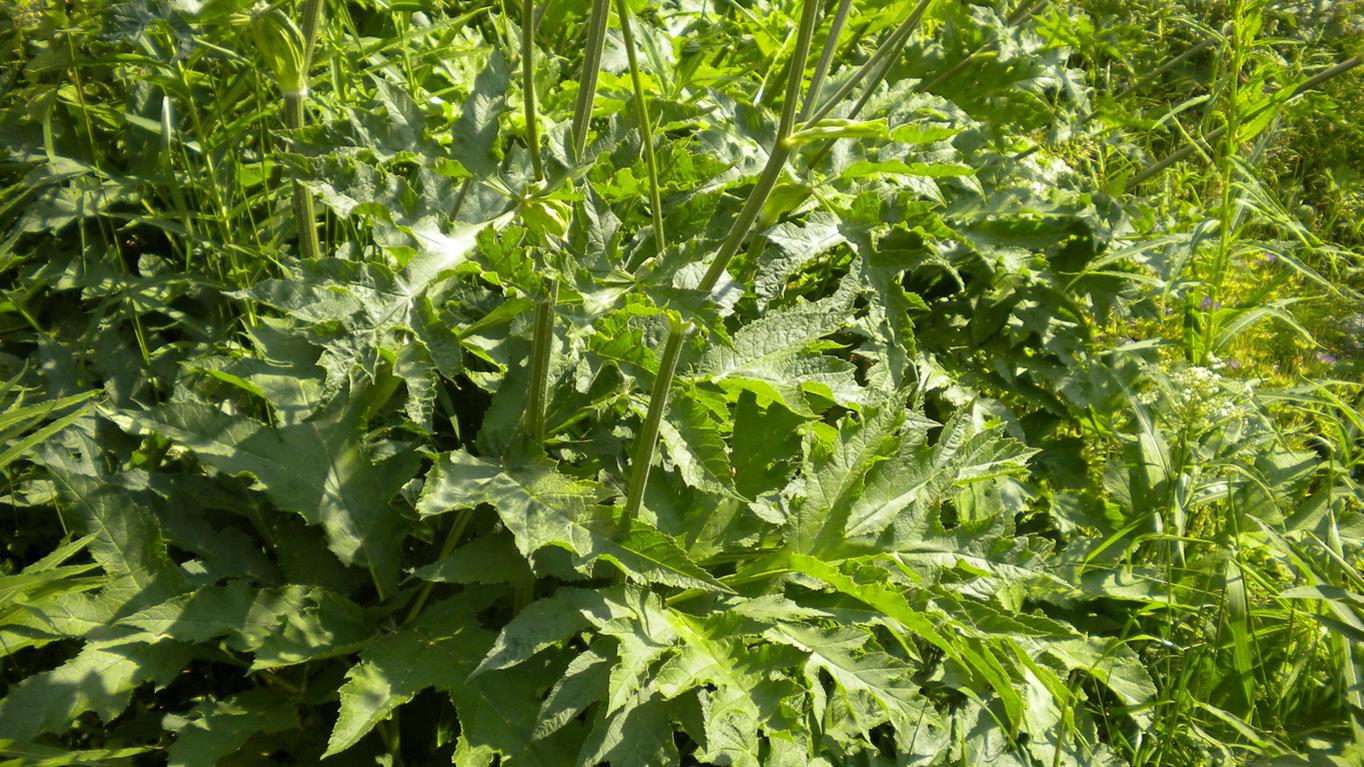 Valnontey - .Heracleum sphondylium